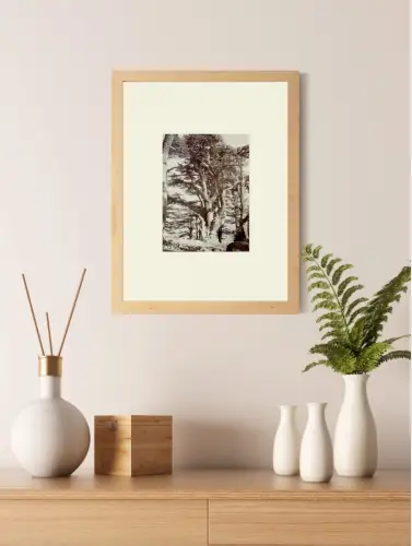 Felix BONFILS (1831-1885) Cèdres du Liban c.1870 Tirage albuminé d'époque