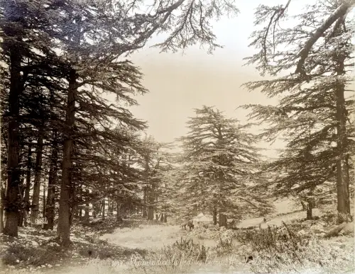 Felix BONFILS (1831-1885) Clairière dans la forêt de cèdres du Mont Liban c.1870