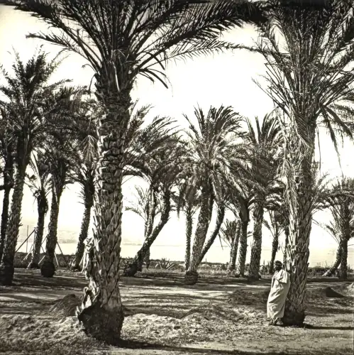 Ferrier & Soulier – “Oasis of Hama, Algiers” Stereoscopic Glass Plate Circa 1875