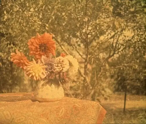 Autochrome - vue stéréoscopique sur plaque de verre, Le bouquet de Dahlias c1915