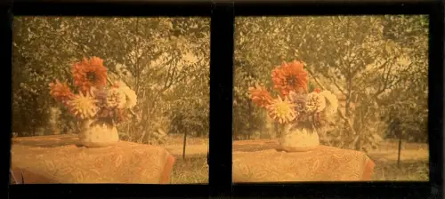 Autochrome Stereo Plate – “The Dahlia Bouquet” Circa 1915