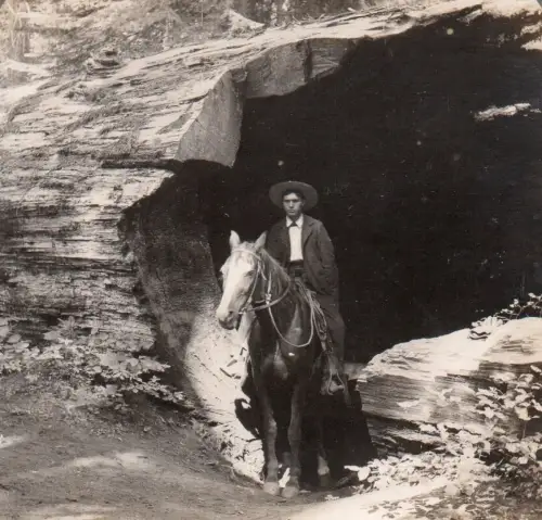 "The Father of the Forest", USA – Stereoscopic Albumen Print Circa 1900