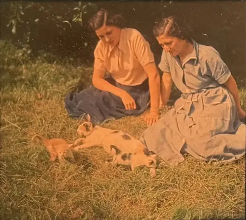 Autochrome plaque de verre vue stéréoscopique"Les Chatons" c.1930