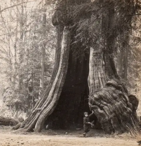 Vue stéréo Tirage Albuminé "Grand Arbre de Vancouver, Canada" Pestalozzi c. 1900