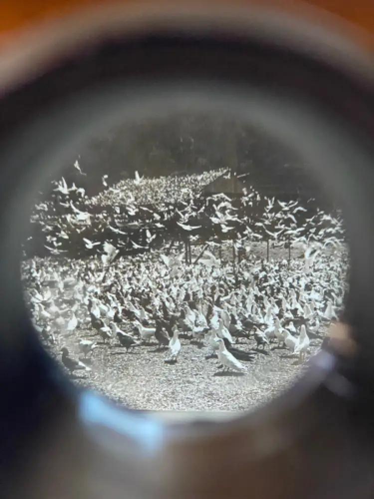 Stereoscopy  Borne stéréo de table avec 50 cartes H.C White&Co UK & USA c. 1903 7