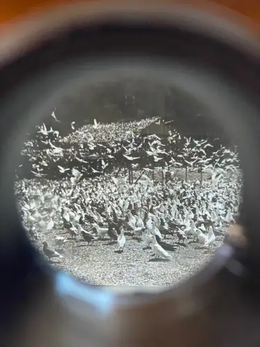 Stereoscopy  Borne stéréo de table avec 50 cartes H.C White&Co UK & USA c. 1903