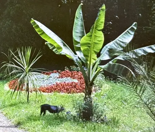 Autochrome LUMIERE & FILS, "Militaires au jardin" c. 1915 photographie Vintage