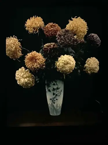 Autochrome "Bouquet de Chrysanthèmes" circa 1920