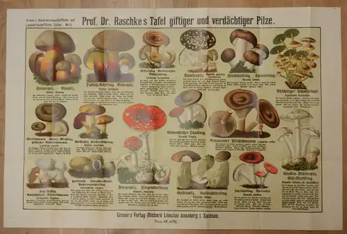Raschkes Tafel giftiger und verdächtiger Pilze. Farbige Falttafel mit 16 Pilzdarstellungen. Blattgröße ca. 55,5 x 85 cm.
