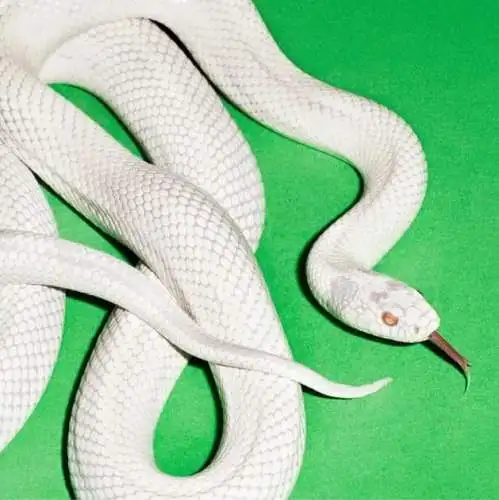 Deftones: Private Music Vinyl LP Neu