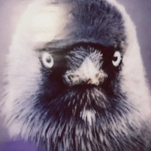 Muff Potter - Klepto CD Digipack Neu