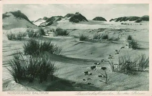 [Ansichtskarte] Nordseebad Baltrum, Landschaftsmotiv "In den Dünen". 