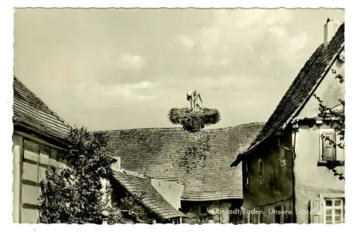 AK Upstadt-Weiher/ Baden - Unsere Störche - 10421