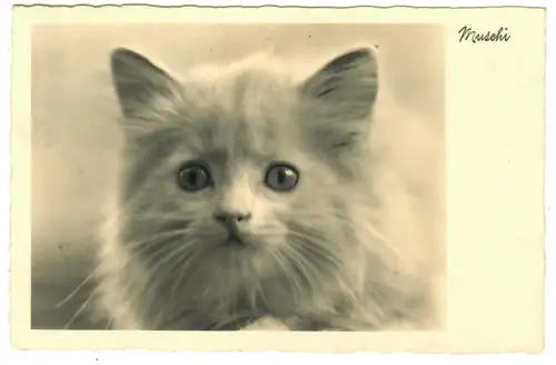 Foto AK Katze,  suüsses Kätzchen "Muschi", 30668