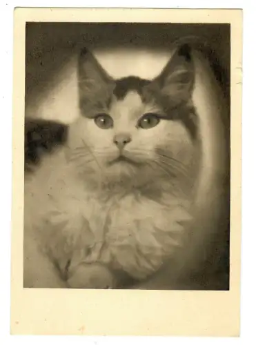 AK Katze, Porträt, 30667