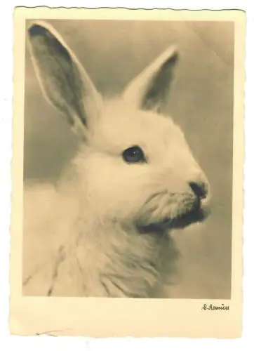AK Hase, Porträt, D.Asmuss, Wiechmann Fotokarte, 30665