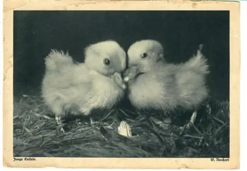 AK Entenküken, Ostern, Bochert, Schneider Karte, 30666