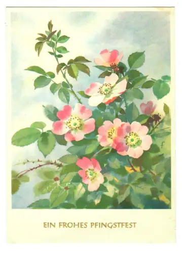 AK Pfingsten, Pfingstrosen, 20185