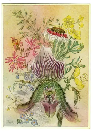 Künstler AK Sulamith Wülfing: Orchidee - SM5/2, 30095