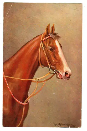 Künstler AK August Müller: Pferdkopf, Fuchs Porträt mit Halfter, 30651
