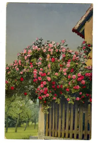 Künstler AK, Photochromie, blühender Rosenbusch, DO&N 1989, 30605