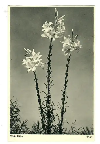 AK Weiße Lilien, Popp Verlag, 11887