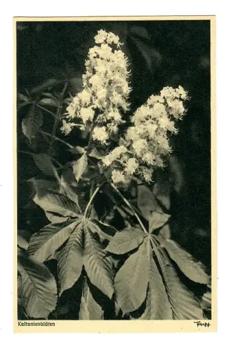AK Kastanienblüten, Popp Verlag, 11888