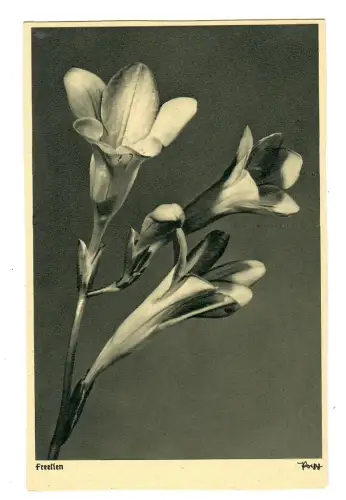 AK Freesien, Popp Verlag, 11889