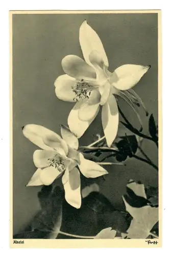 AK Akelei, Popp Verlag, 11890