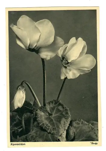 AK Alpenveilchen, Popp Verlag, 11892