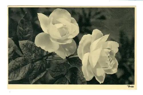 AK Rosen, Popp Verlag, 11893