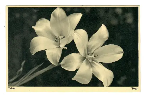 AK Tulpen, Popp Verlag, 11894
