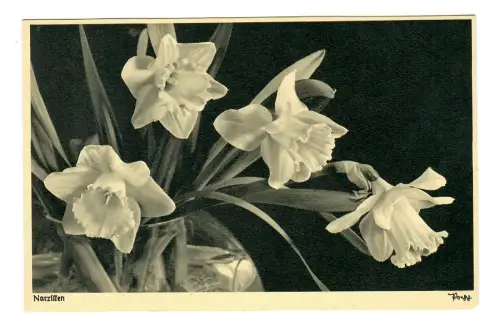 AK Narzissen, Popp Verlag, 11895