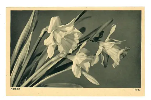 AK Narzissen, Popp Verlag, 11899