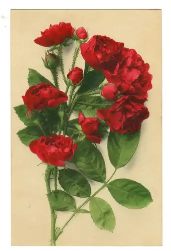 AK Rote Rosen, 11902
