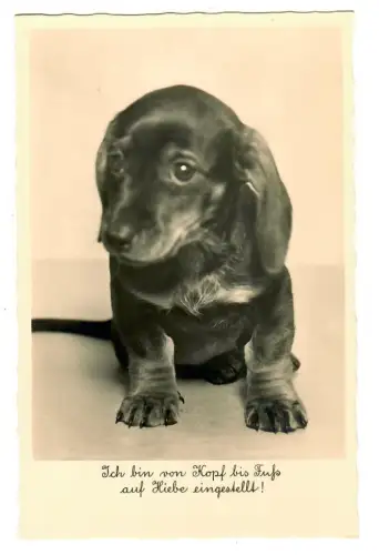AK Dackel Welpe, Hund, Ich bin von Kopf bis Fuß auf Liebe eingestellt 30680