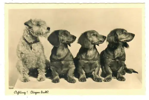 AK Dackelparade, Achtung! Augen links, 30685