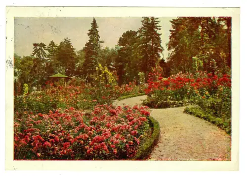 AK Sangerhausen, 50 Jahre Rosarium - 10441