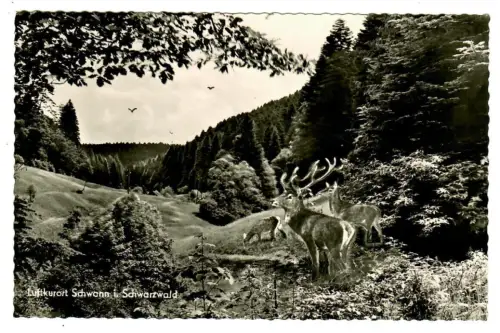 AK Schwann, Waldpartie mit Hirsche, 10658
