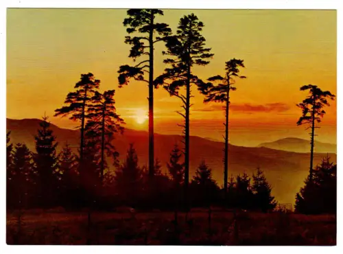 AK Sonnenuntergang im Schwarzwald - 10454