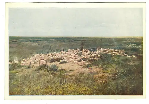 AK Insel Mellum, Vogelfreistätte, Brandseeschwalben -  10470