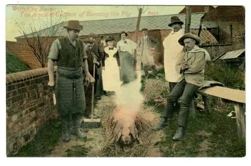 AK Wiltshire Bacon, The Anciert custom of Burning the Pig, 11136