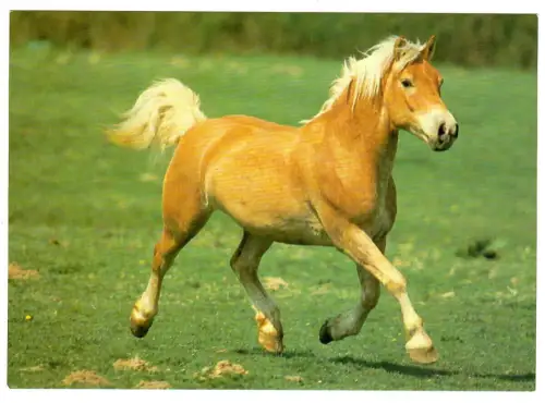 AK Pferd, Haflinger auf Weide, 30660