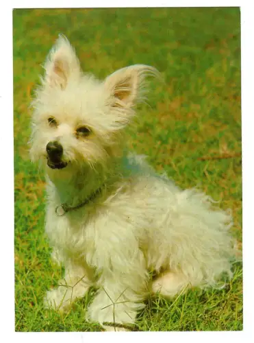 AK Hund, Australischer Terrier Porträt, 30691