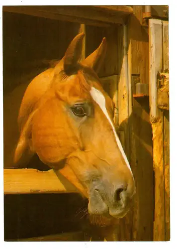 AK Pferd Holsteiner, Stall, Brauner schaut aus Pferdebox, 30661