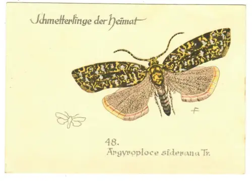 AK Schmetterling Argyroploce siderana Tr., Schmetterlinge unserer Heimat, 30674