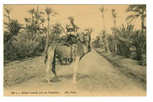 AK Araber Kamelreiter mit Waffen, Nordafrika, 10282