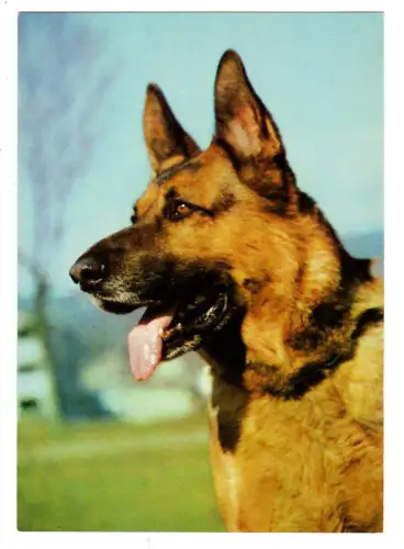 AK Hund, Porträt Deutscher Schäferhund , 30693