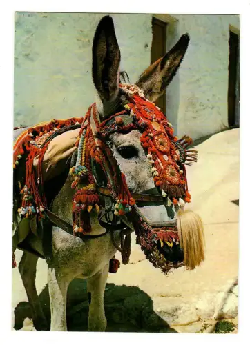 AK Esel, Eselportrait, Landestypisch Spanien geschmückter Esel, 20053