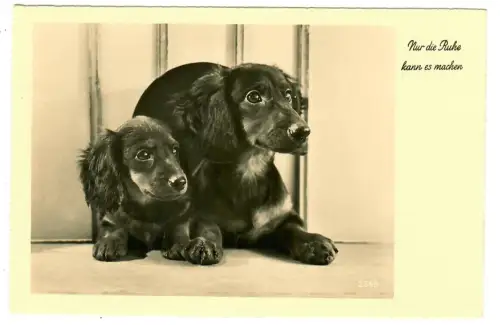 AK Hunde, Dackel mit Welpe  "Nur die Ruhe kann es machen", 30683